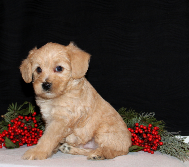 puppy, for, sale, Morki-Poo, Matthew B. Stoltzfus, dog, breeder, Gap, PA, dog-breeder, puppy-for-sale, forsale, nearby, find, puppyfind, locator, puppylocator, aca